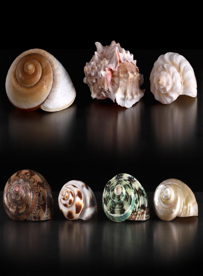 PPCLION 7 PCS Large Medium Small Natural Hermit Crab Shells Turbo Sea Conch Shell for Décor, Size: 2-3.5". Opening 0.5"-2" - Image 4